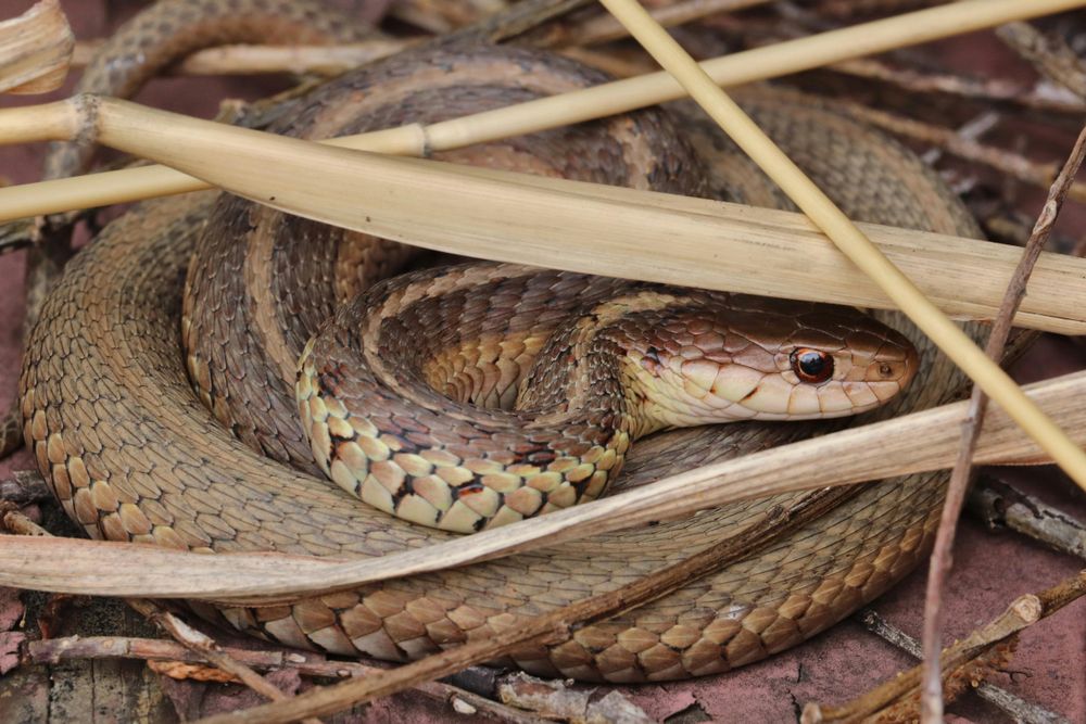 WATCH: TikTok mum shares nightmarish experience living in snake ...