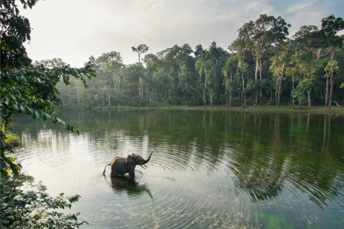 Africa’s Congo basin, vital to Earth’s climate, is critically understudied