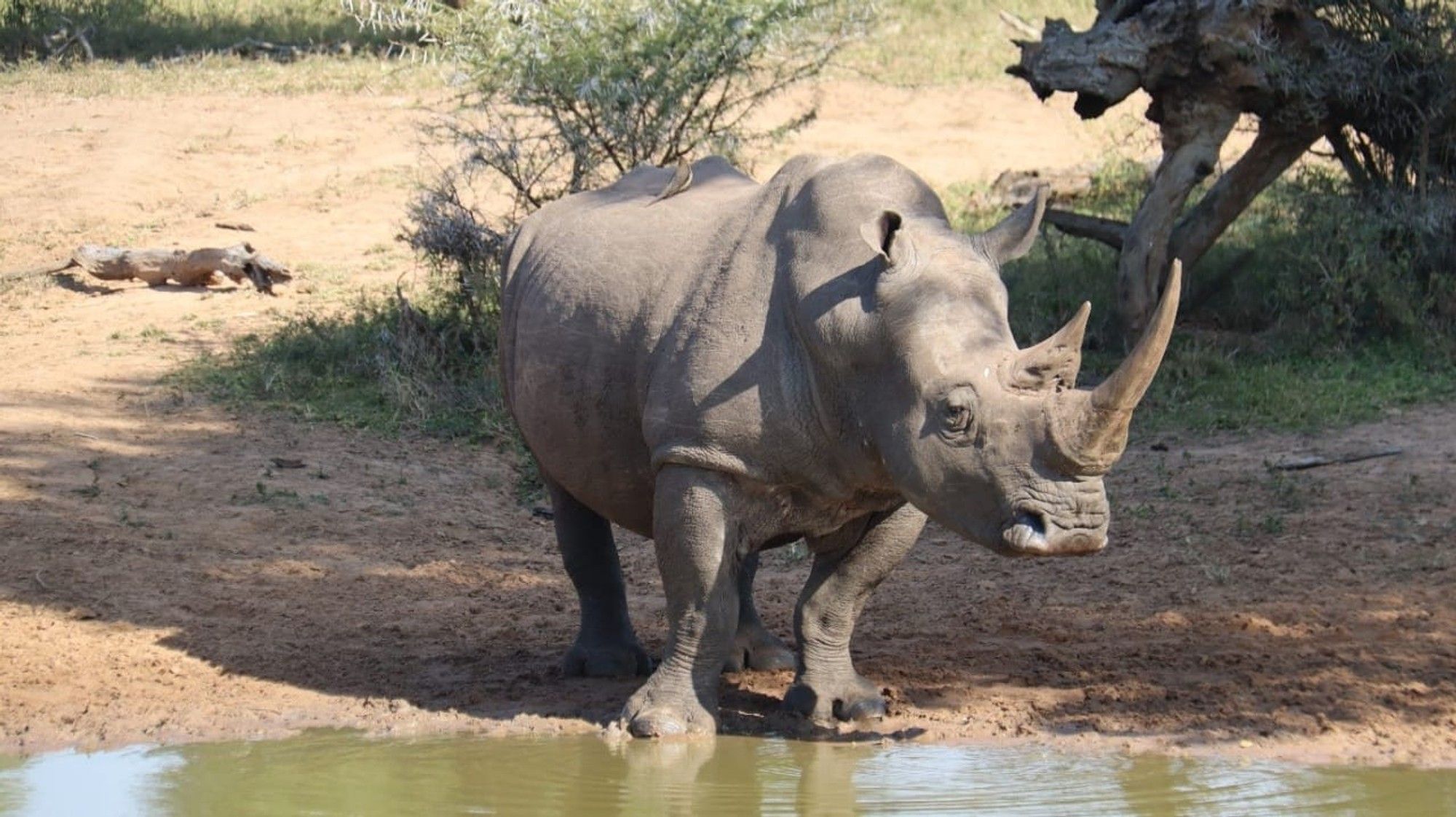 iSimangaliso Wetland Park ready to welcome visitors this festive season