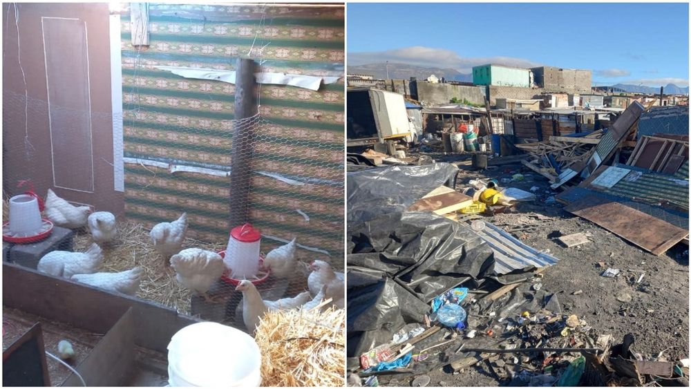 Anger after chicken farm is destroyed