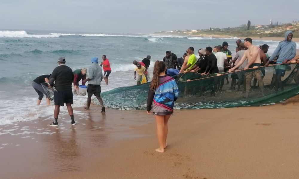 Sardine run heats up along KZN's coast, but patience is needed for Durban crowds