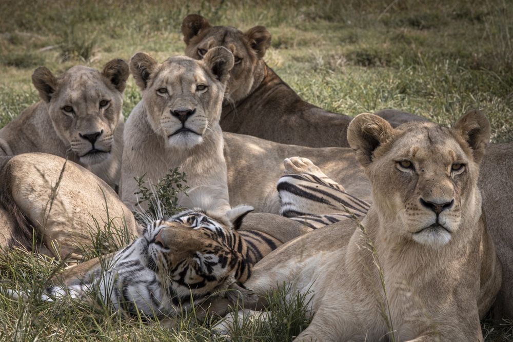 Big cats still canned