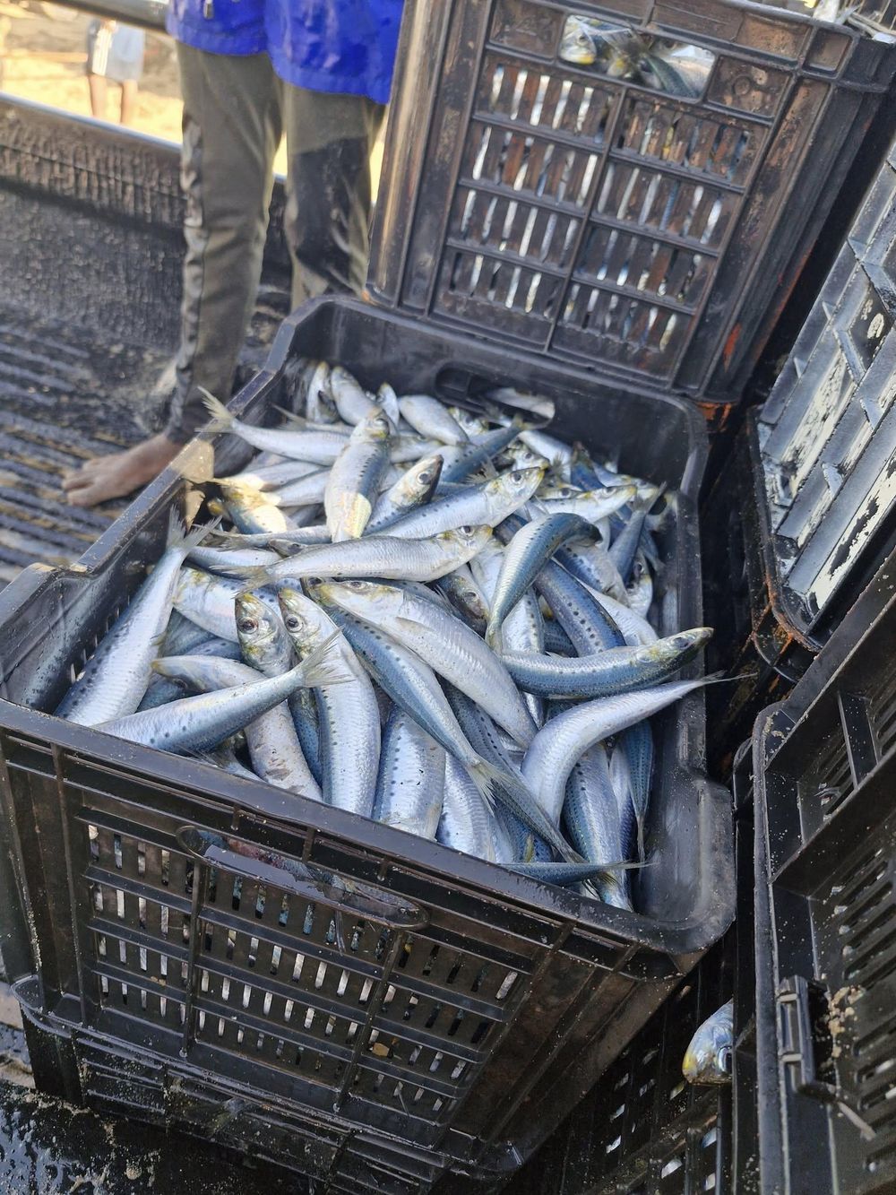 Pilchard Herpesvirus Detected in Sardines Amid West Coast Die-Off Probe