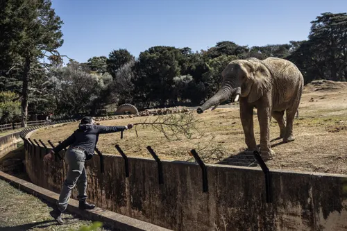SA's zoo elephants await their fate