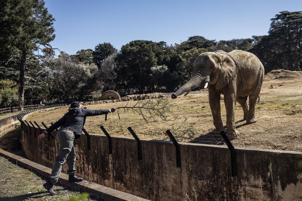 SA's zoo elephants await their fate