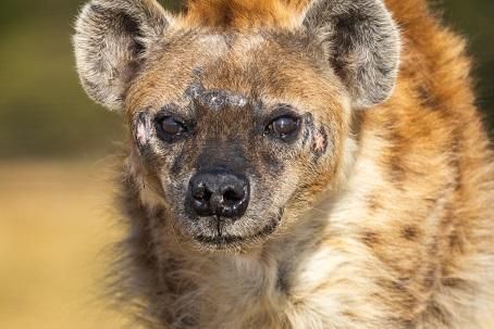 International Hyena Day: Honouring Phiri's transformation at LIONSROCK Sanctuary