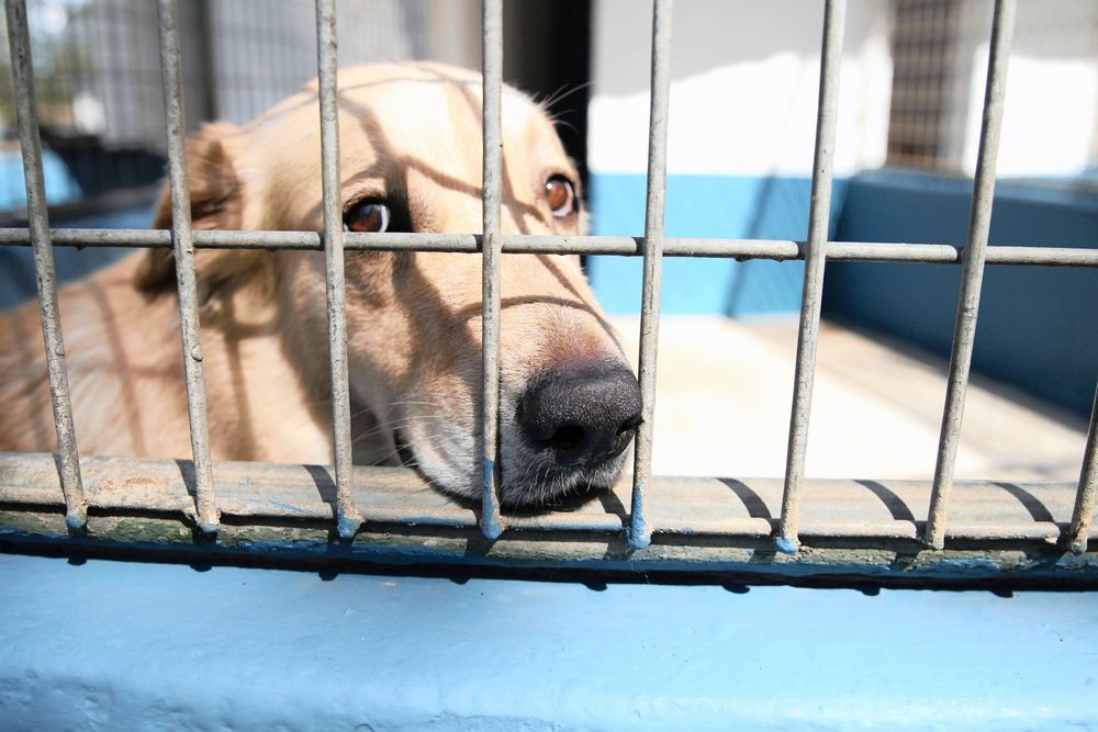 Domestic Animal Rescue Group fights back against shocking dog cruelty allegations