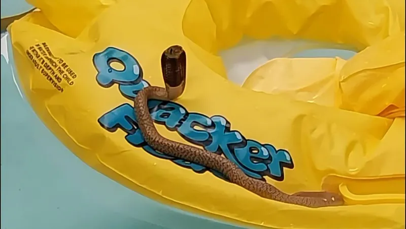 Close call: Cape cobra spotted in pool just before children were about to swim