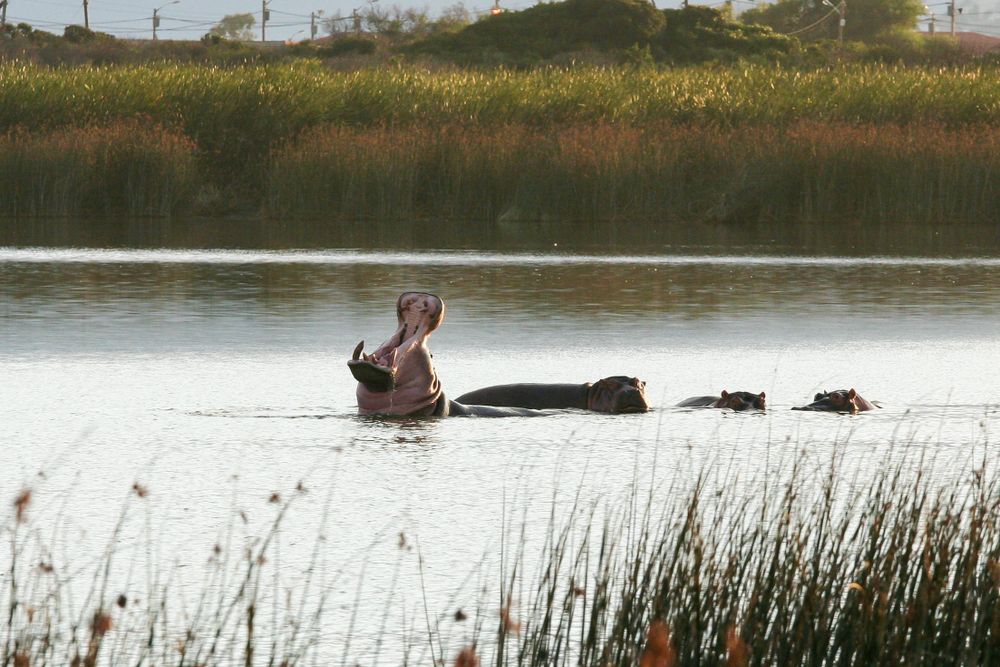 Death of Brutus the hippo has City of Cape Town 'sad about not having him around anymore'