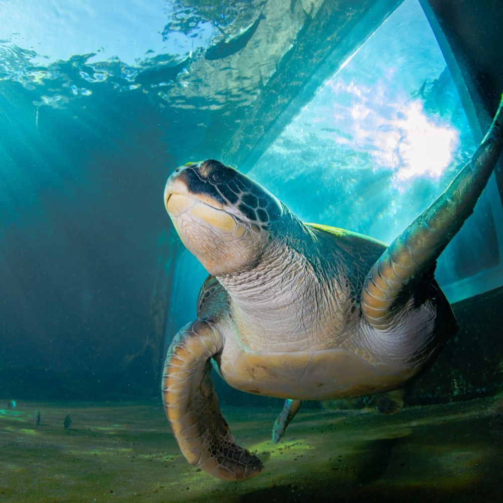Turtle which returned to the ocean after 16 years has already travelled ...