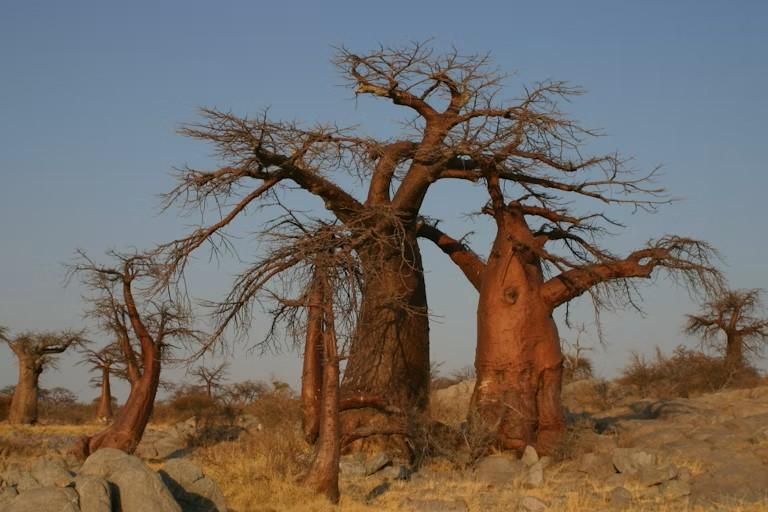 The secret life of baobabs: How bats and moths keep Africa’s giant ...