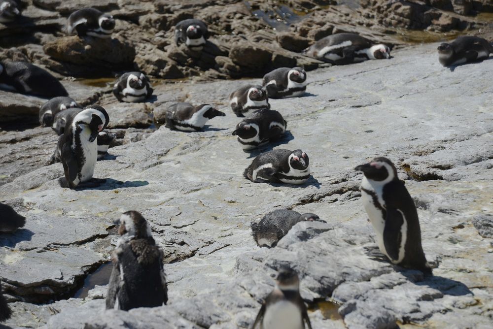 WATCH: Conservation suffering as government delays put African penguins ...