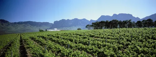 South Africa's 2026 grape harvest: A resilient recovery in the wine industry? — GLOBAL — ERYU PROJECT