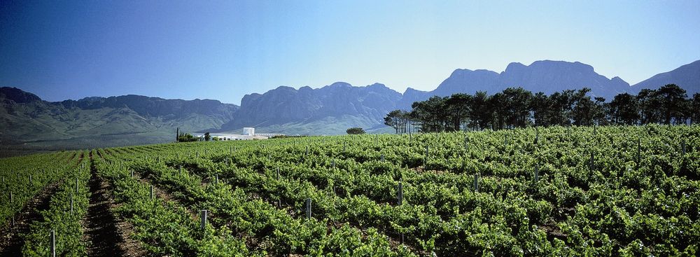 South Africa's wine grape harvest: A promising outlook for 2026