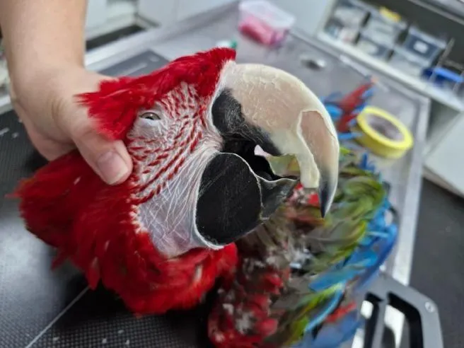 Urgent action taken by SPCA after parrot neglect in Gordon's Bay