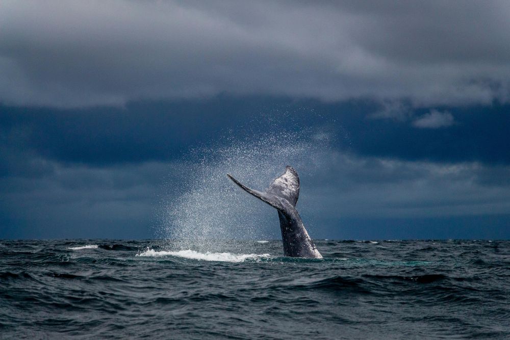 From whales to wine: the ultimate winter travel guide to South Africa