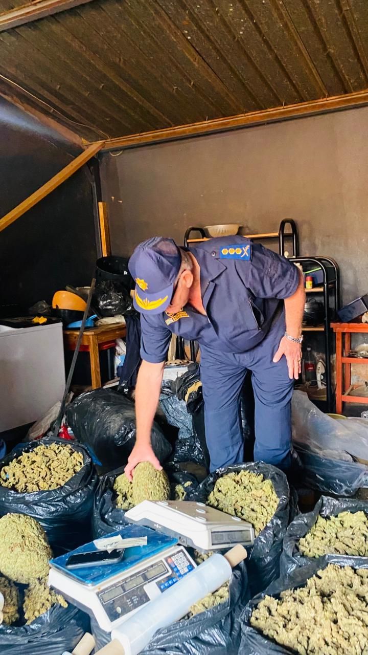 Limpopo police seize R525,000 dagga, arrest 62 undocumented foreign ...