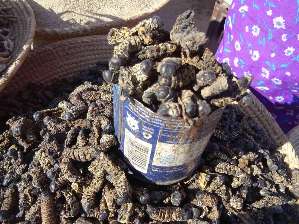 The plight of mopane worms: a call for conservation in Southern Africa