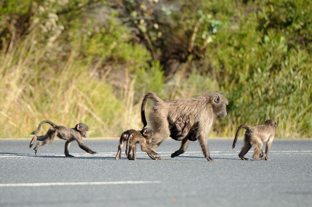 Concern raised over baboon ranger hiring plans