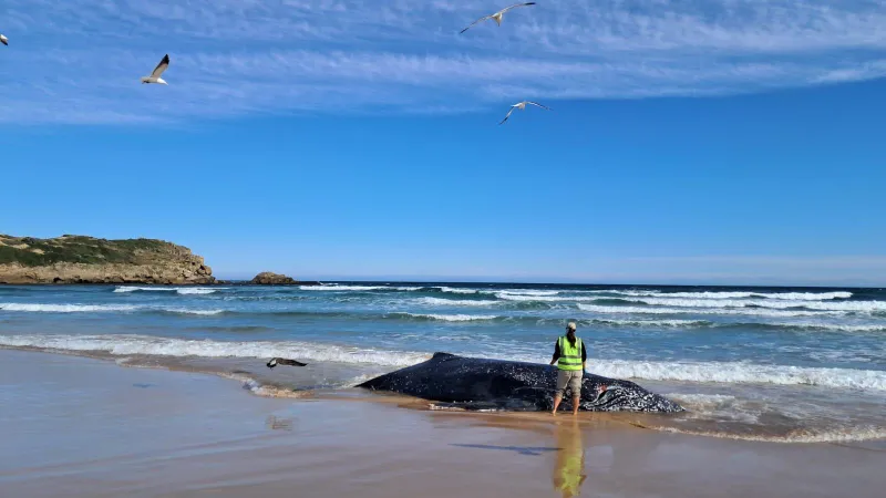 Heartbreaking decision: euthanasia for stranded humpback whale at Robberg Nature Reserve