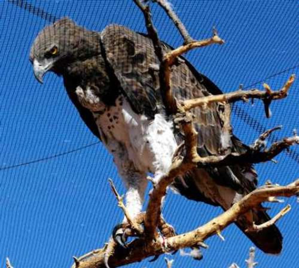 Safe haven for raptors