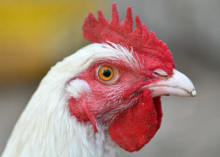 We break down what avian flu means for you. 