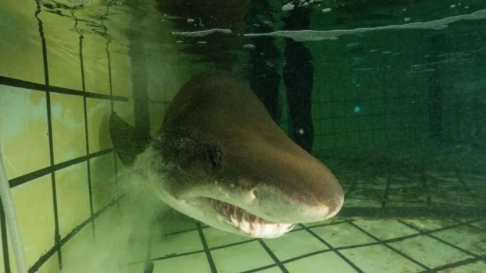 Gen the ragged-tooth shark: a successful release back into the wild