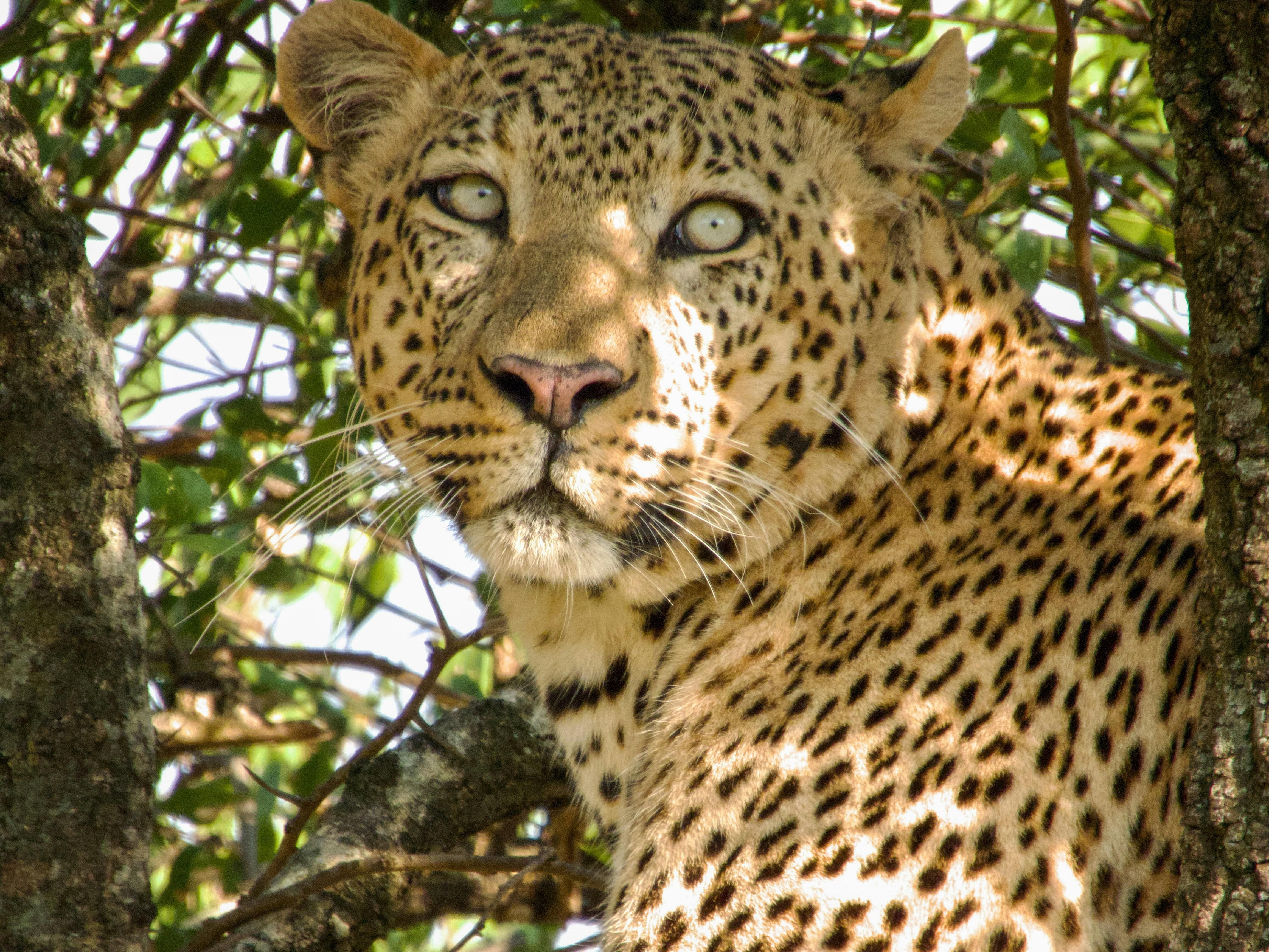Can you spot the hidden leopard? Watch this traveller' s unforgettable encounter in Zimbabwe