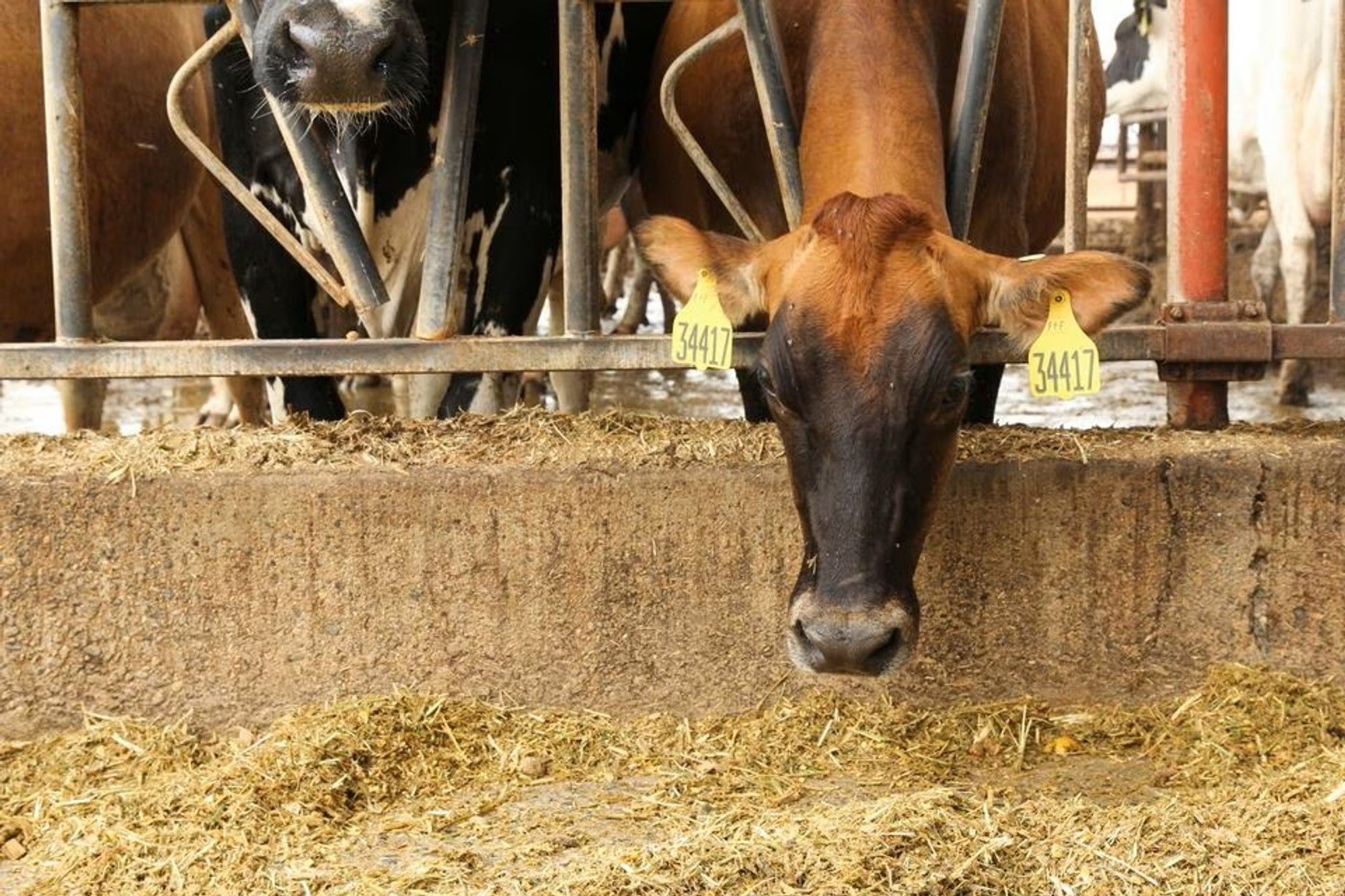 Foot and mouth disease: Small farmers in KZN call for equitable vaccine distribution