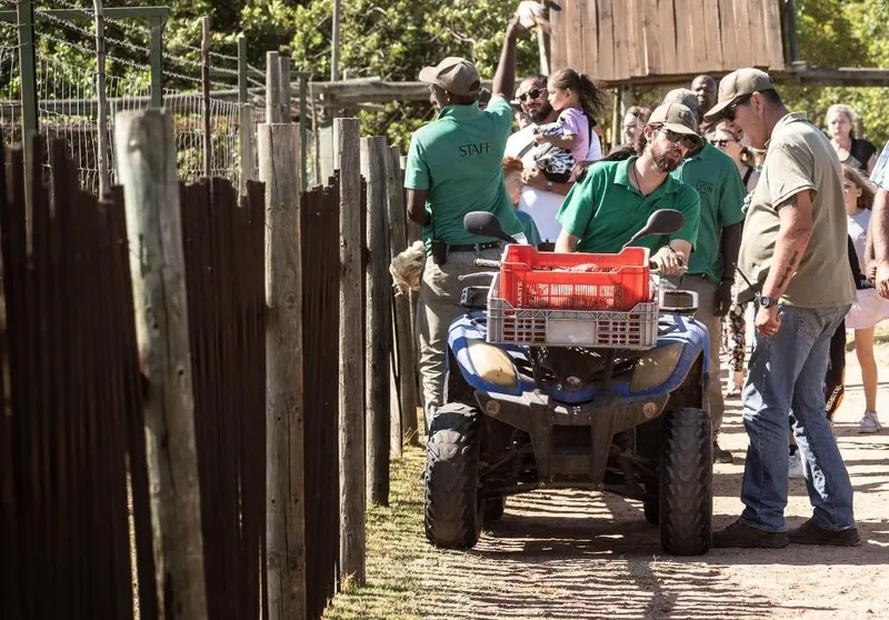 Drakenstein Lion Park: A journey in rescuing abused lions and promoting animal welfare