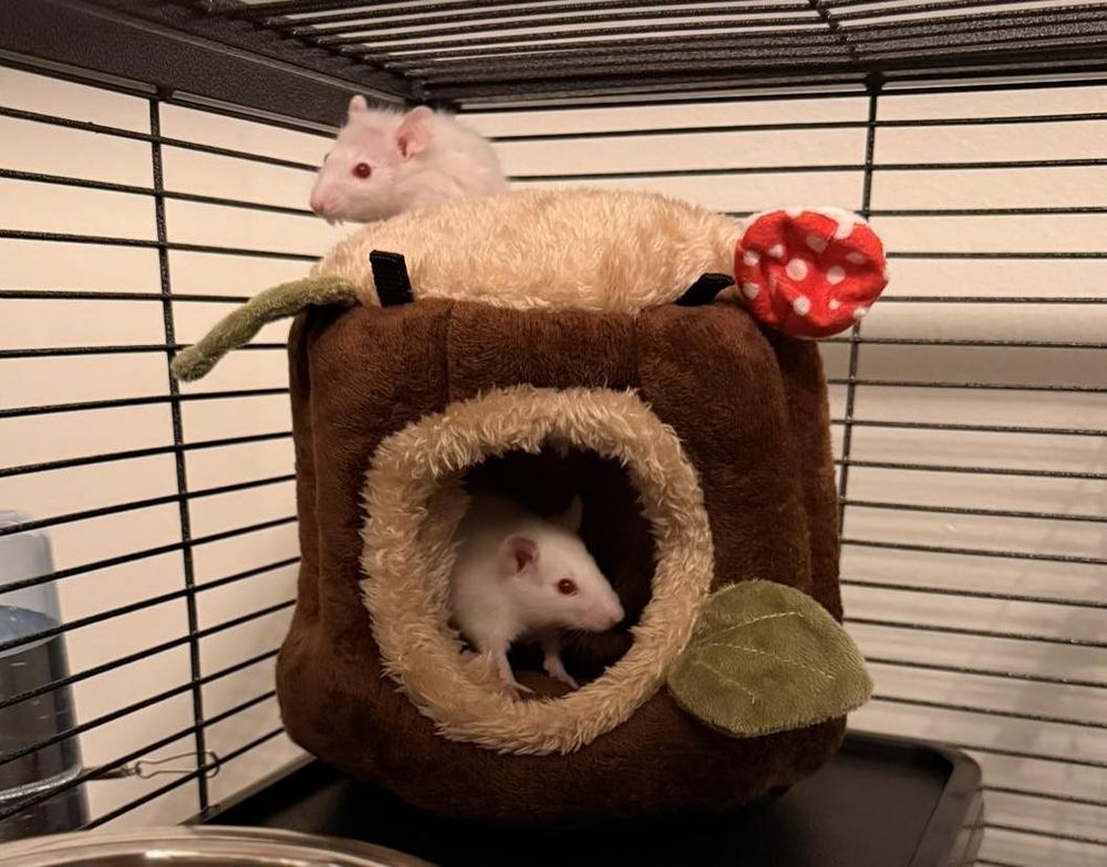 Rescue operation saves hundreds of domestic rats from condemned Long ...