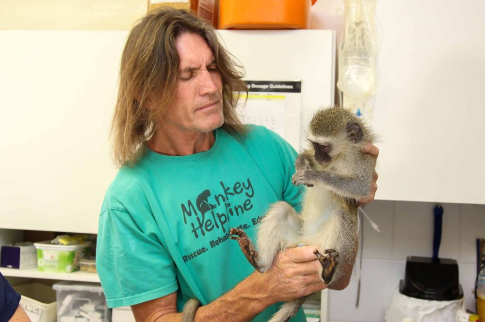 Exploring the effects of urbanisation on Durban's vervet monkey populations