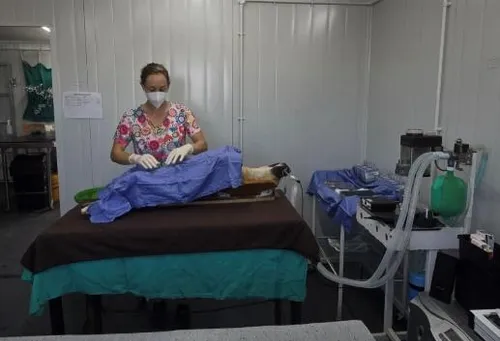 Nearly 500 dogs sterilised as Khayelitsha tackles pet population crisis