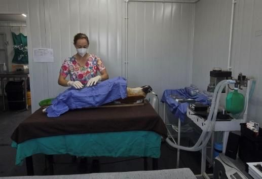 Nearly 500 dogs sterilised as Khayelitsha tackles pet population crisis