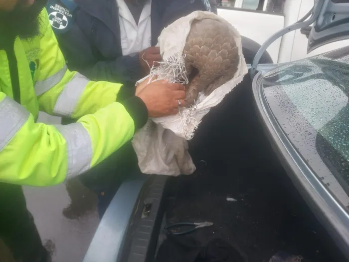 The suspects attempted to sell the pangolin. 