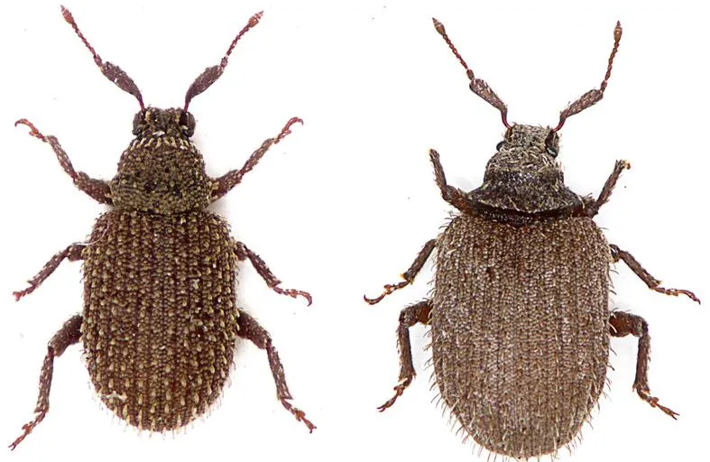 New insect species named in honour of SANParks and the Richtersveld