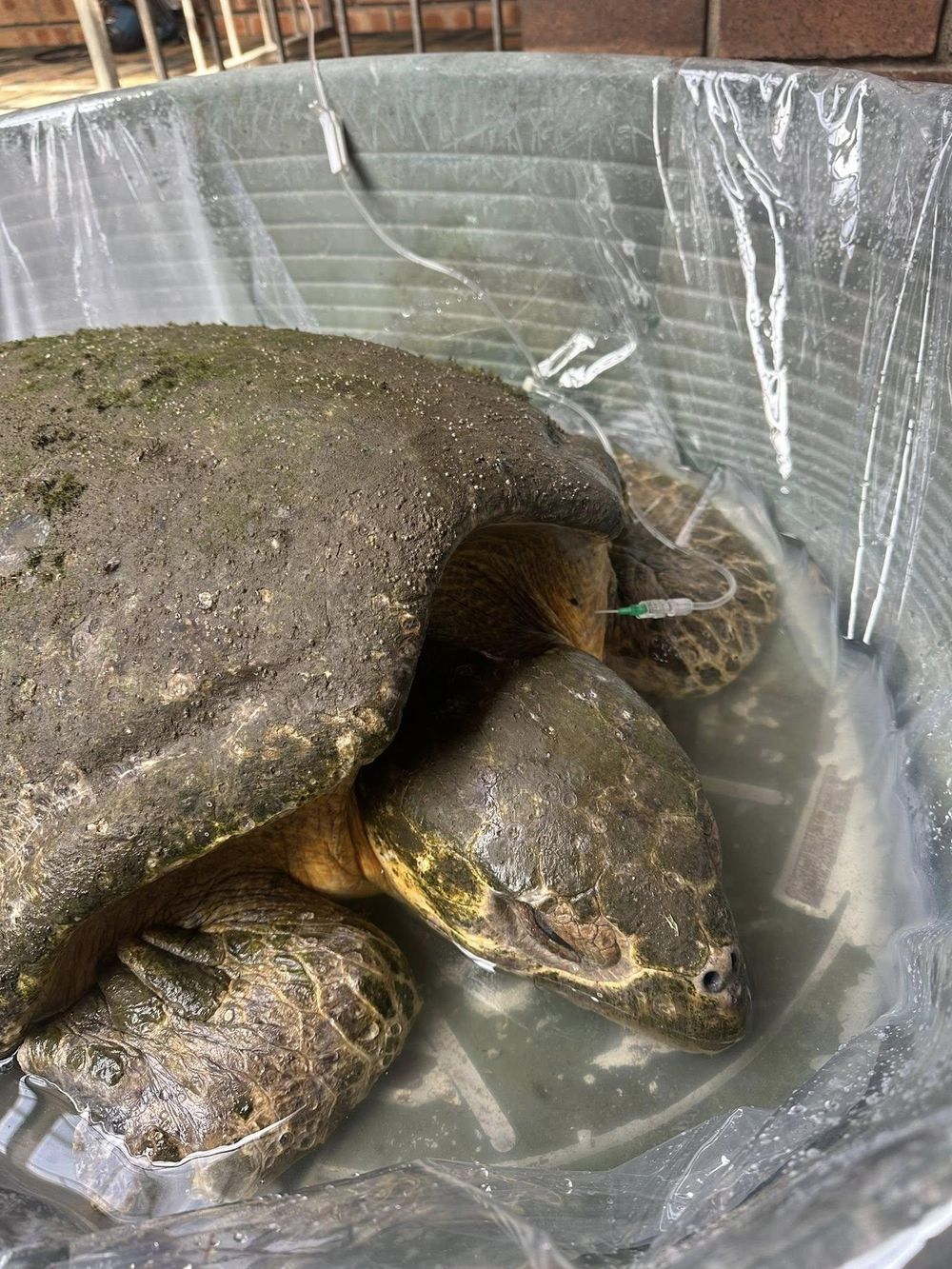 Finley the rescued turtle makes remarkable recovery at uShaka Sea World