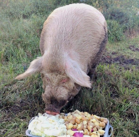 Beloved Durban pig Nunu shot after brutal Phoenix attack