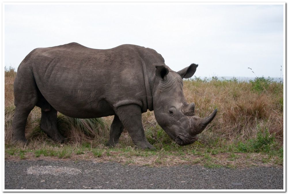 South Africa sees 16% decline in rhino poaching in 2025