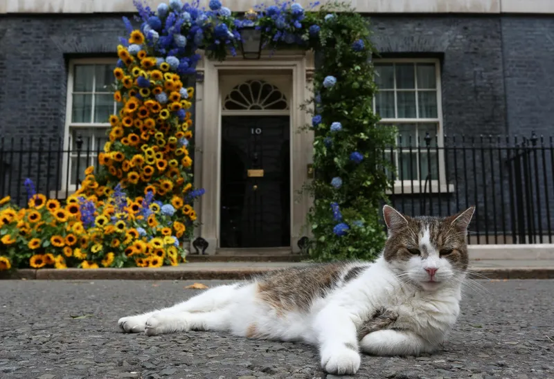 Paw patrol: Larry the cat marks 15 years at 10 Downing Street