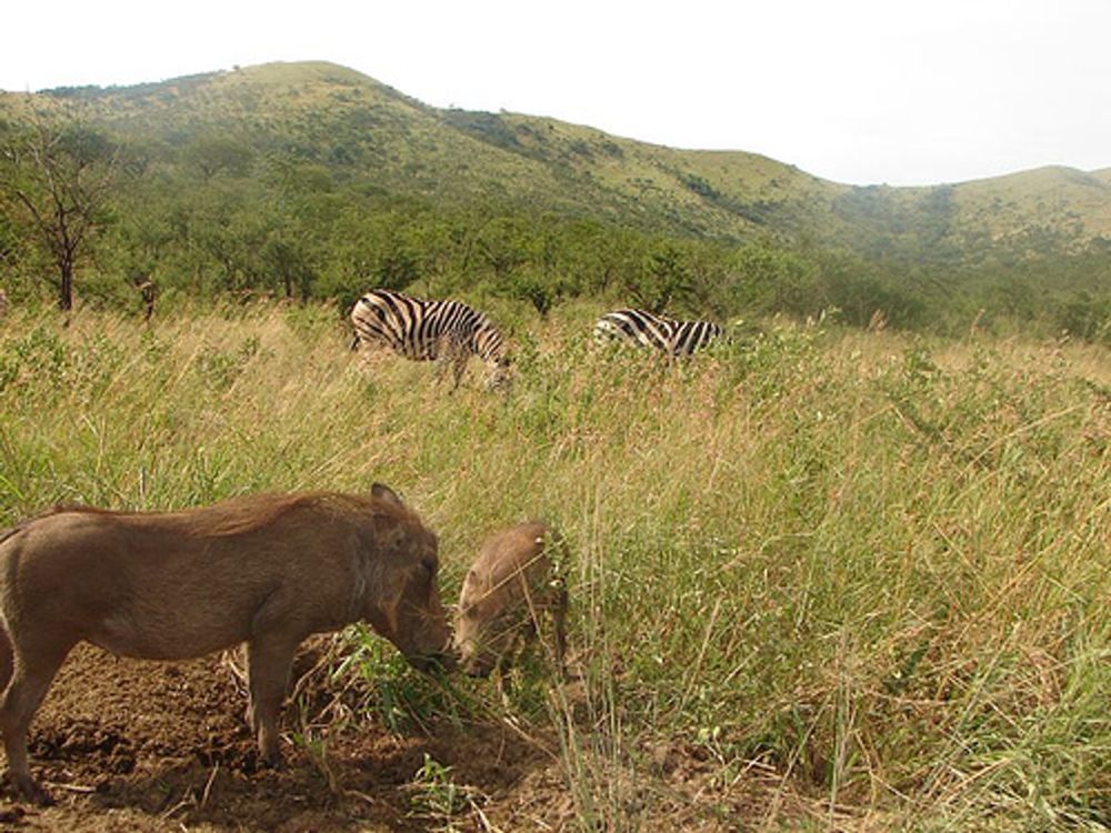 Wild things make our hearts sing