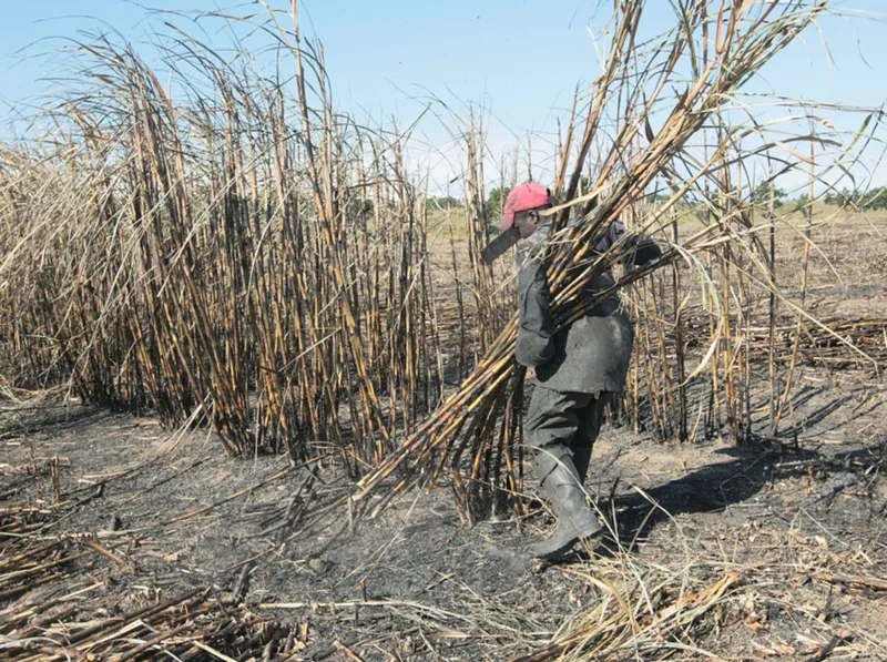 KZN government steps In to rescue Tongaat Hulett and thousands of jobs