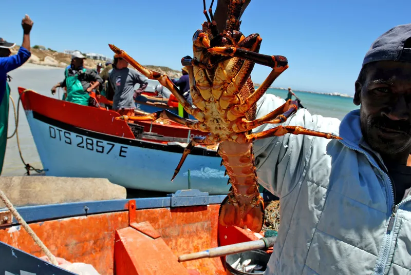 West Coast fishers face income crisis due to crayfish quota delays