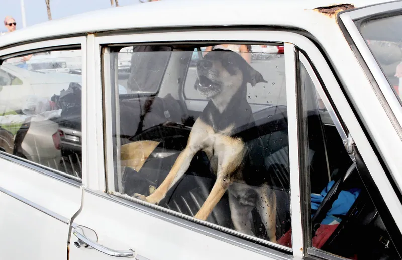 Blazing heat in Kimberley could put your pets at risk