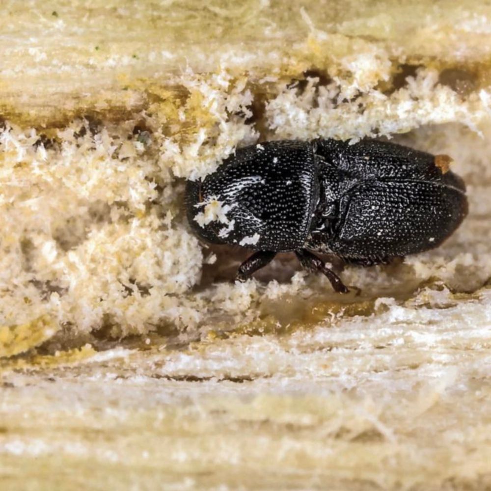 Borer beetle pest now in Cape Town CBD and Hout Bay