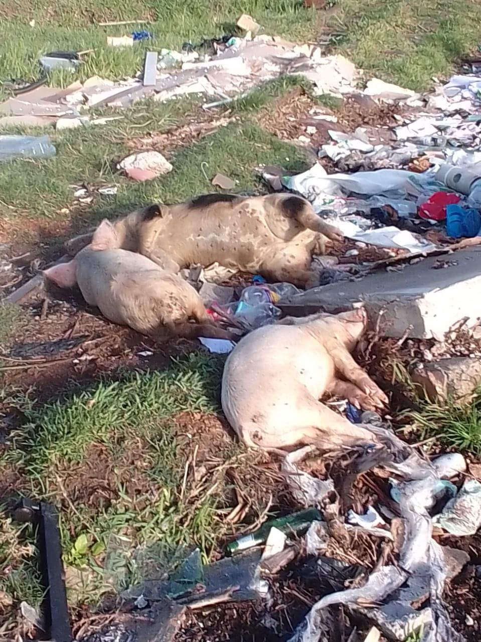 Dead pigs in Gqeberha linked to African swine fever outbreak