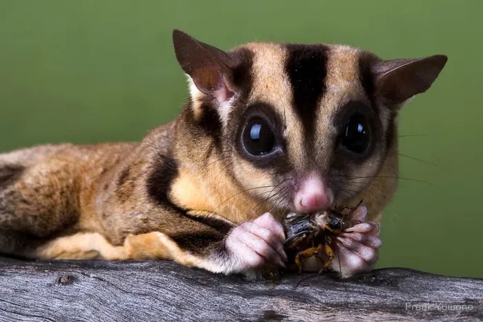Examples of non-native small mammal species being sold as pets in South Africa.