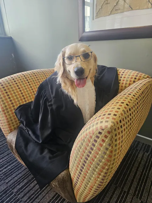 How Toffee Beanz, the therapy dog, aids child witnesses in South African courts