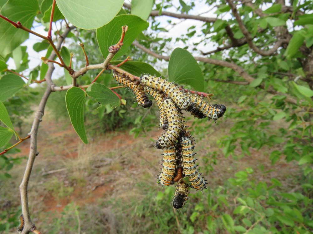 New study reveals genetic vulnerabilities in mopane worms across Southern Africa