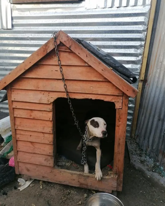 AWS SA inspectors accompanied by a team of Law Enforcement officers conducted an unannounced inspection of a property in Mitchells Plain that resulted in the confiscation of two unsocialised adult female pit bulls found living in appalling conditions.